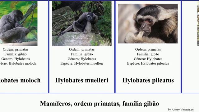 Mamíferos, ordem primatas, família gibão mamíferos ordem primatas, família gibão.mammal primate смотреть онлайн