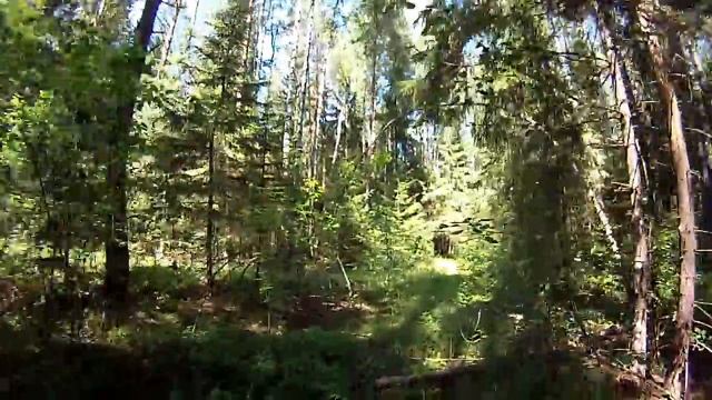 Земляника, выход в лес и грибы, монеты для копарей, люпин