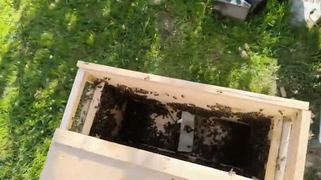Как пересадить пчел из пчелопакета в улей. Что такое пчелопакет. Будни начинающего пчеловода. Пчелы