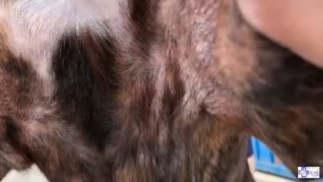 NIKKI. Dermatitis atópica y malassezias смотреть онлайн
