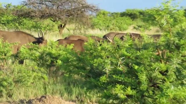 African Buffalo or Cape Buffalo (Syncerus caffer) - 2 смотреть онлайн
