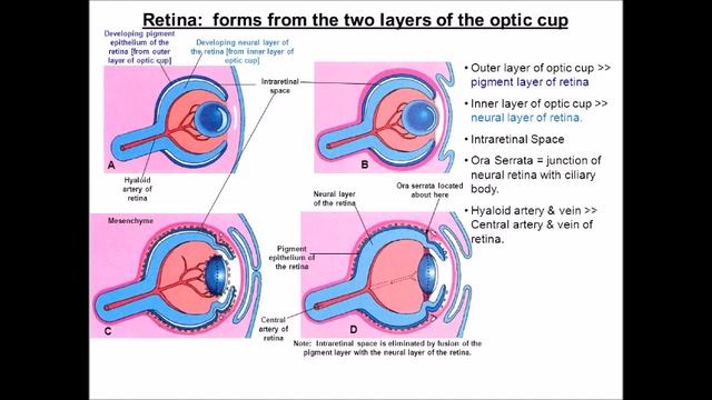 embryology of human eye - dr shweta walia смотреть онлайн