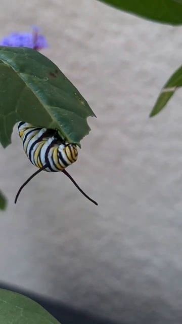 MONARCH CATERPILLAR смотреть онлайн