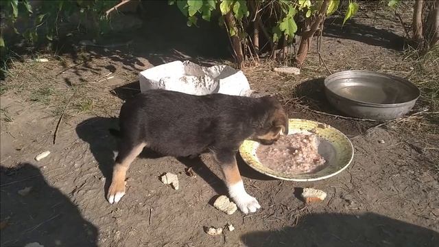 Visiting stray mom dog and #puppies. Feeding stray dogs. Проведываем щенков и других бездомных соба смотреть онлайн