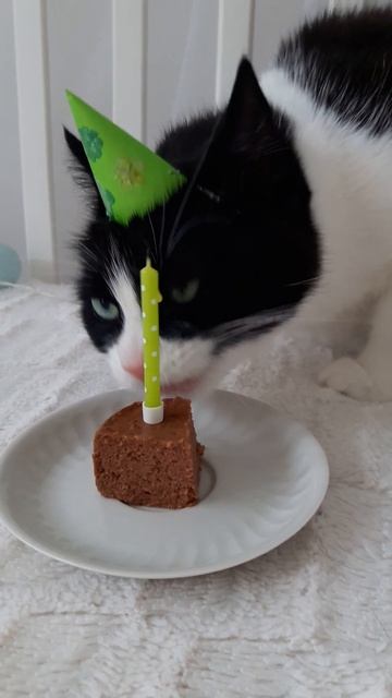 ASMR 💚 Birthday cat in birthday hat eating birthday snack 🎉 9! 😜 #shorts (Subscribe 🐱) смотреть онлайн