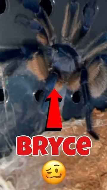 When breeding Tarantulas GOES WRONG!!! 😱😭 (poor Sheldon) 🥺 смотреть онлайн