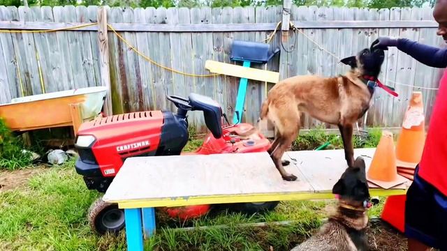 Comprehensive Obedience Session With Chico & Rya | Off Leash.. смотреть онлайн