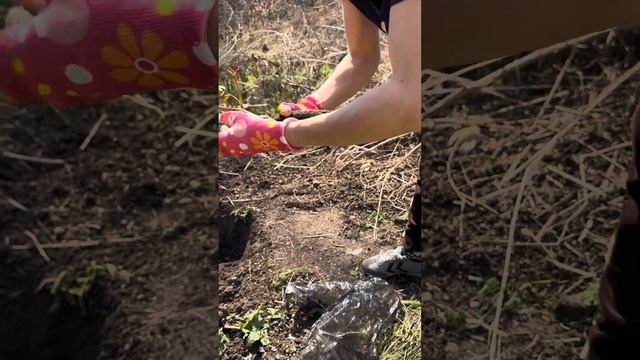 Сажаем Розу Сим Салабим. смотреть онлайн