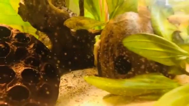 Apistogramma Panduro Feeding With Artemia смотреть онлайн
