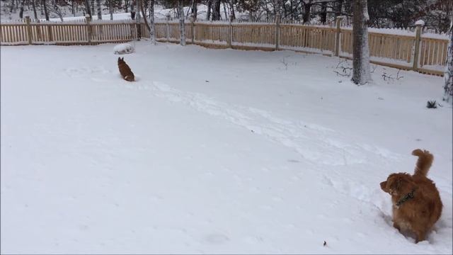 Tollers in Snow January 24, 2016 смотреть онлайн