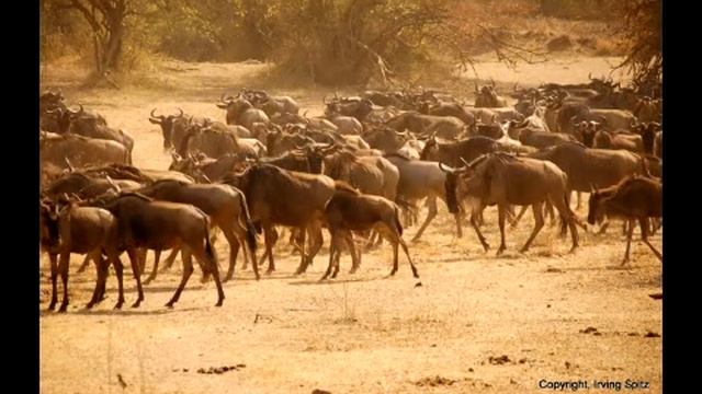 Wildebeest and Zebra MIgration in Tanzania's Serengeti National Park смотреть онлайн