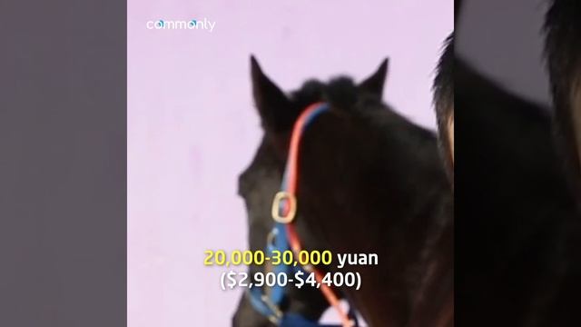 The Horse Breeder смотреть онлайн