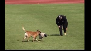 Сборник потрясающих видео с Малинуа - бельгийской овчаркой 2024 / collection videos from malinois