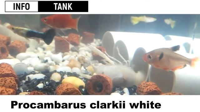 Білий флоридський рак (Procambarus clarkii white) смотреть онлайн