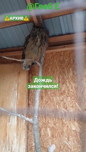 Дождь закончился! #nature #природа #animals #животные #филиппфилиппыч #owl #филин #сова #park #парк смотреть онлайн
