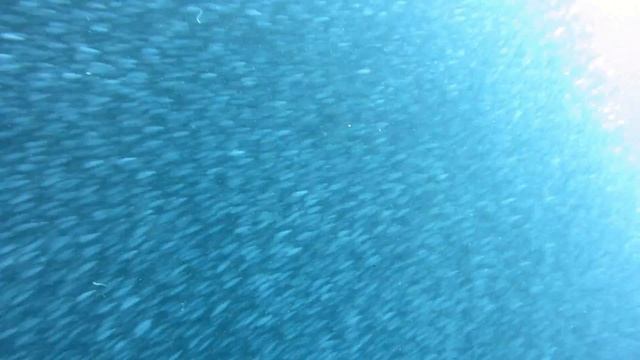 Diving In The Philippines. Sardines. Сардинки.