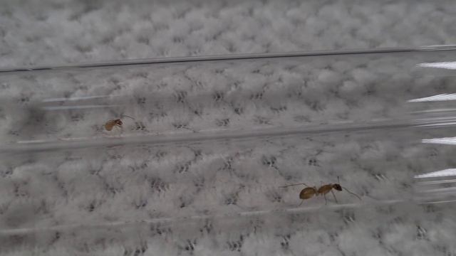 Annonce , départ de la colonie ( COMPARAISON ) Camponotus fedtschenkoi Vs Camponotus turkestanus . смотреть онлайн