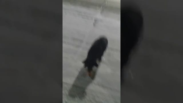 САБАКИ НА СЕВЕРЕ. СЕВЕРНЫЕ САБАКИ. 2 смотреть онлайн