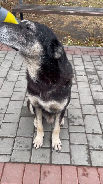 Бродяга #dog #Tramp смотреть онлайн