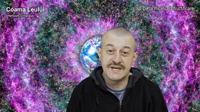 Coama Leului, De La Miceliu La Fructificare #hericium #coamaleului #miceliu #cultivareciuperci