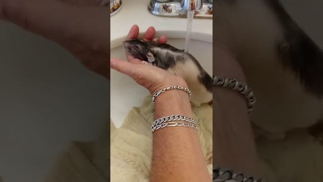 Rat Bath/mites смотреть онлайн