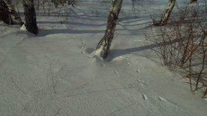 Охота на зайца 3 02 24.