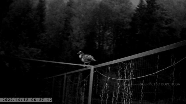 Соседская утка всю ночь провела на высоком заборе смотреть онлайн