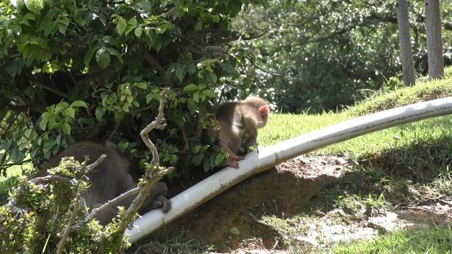 やばすぎる！ニホンザルの赤ちゃんがかわいすぎる件 смотреть онлайн