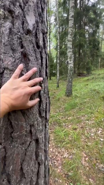 ГЛАВНОЕ ПРАВИЛО ГРИБНИКА - ПОПРОСИТЬСЯ В ЛЕС У ХОЗЯИНА 🍄 #феликсскотом #грибы #грибныеместа смотреть онлайн