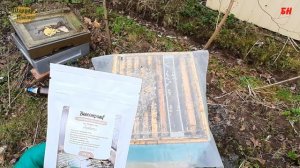 весенние работы на пасеке, стимуляция пчелиных семей в мае