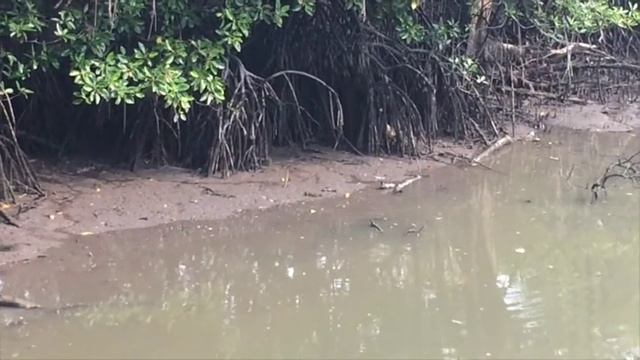 Mudskipper Fight 3 смотреть онлайн