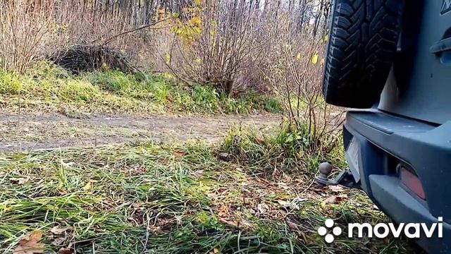 осенний урожай опят, секретные места