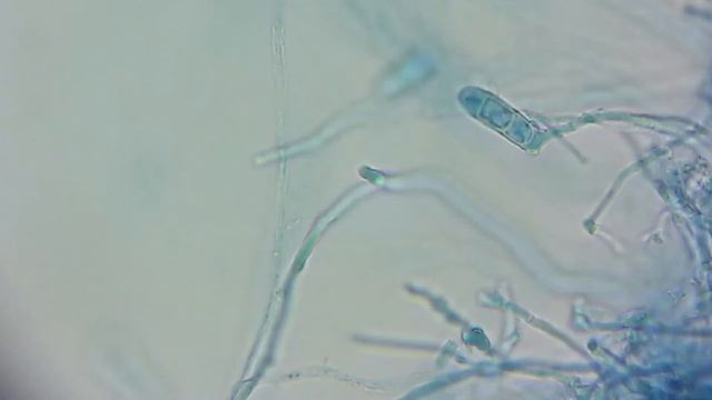 42 Microconidia Epidermophyton Floucosum