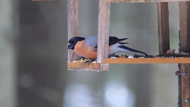 Птицы северных лесов смотреть онлайн