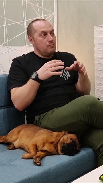 Маленькие собачки тоже собаки смотреть онлайн