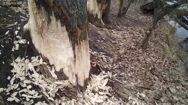 Бобры отличные строители! смотреть онлайн