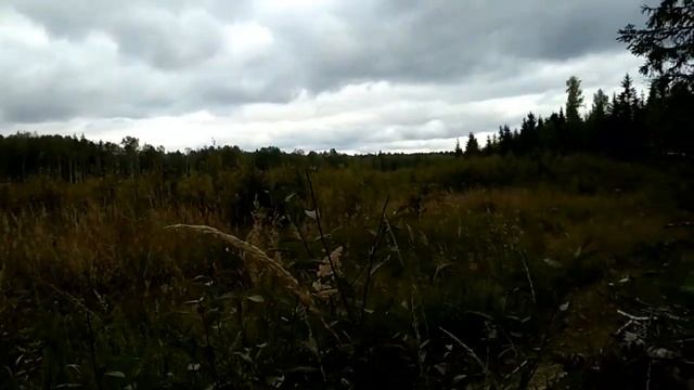 Как мы грибы собирали смотреть онлайн