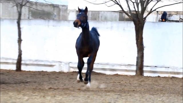 кобылка Бессарабия смотреть онлайн