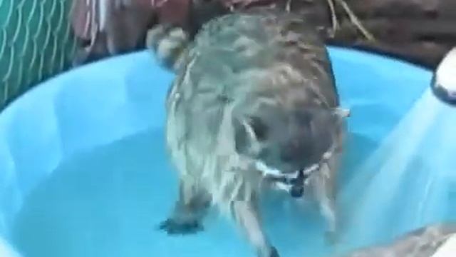 а в душе я танцую (вариант енота) смотреть онлайн