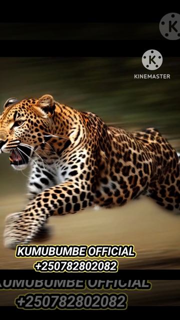 🛑LOOK CHEETAH is with black tear-like facial streaks, #lovenaturephotography #abayoyvettesandrine смотреть онлайн