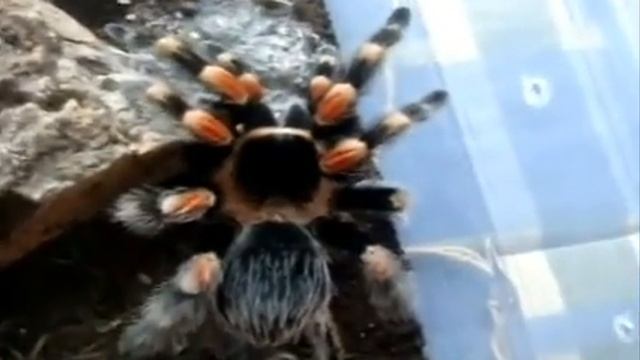 Tarantula Feeding Video 52