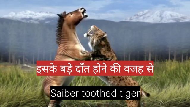 Smilodon - Saber Toothed Tiger 🐯🐯 | Prehistoric mammal | अपने वक्त का सबसे खतरनाक शिकारी | смотреть онлайн