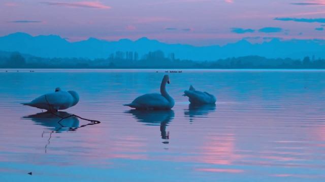 No copyright music #kaizengovind | Ambient music | Art of silence by uniq #ambient #sad #piano #epi смотреть онлайн