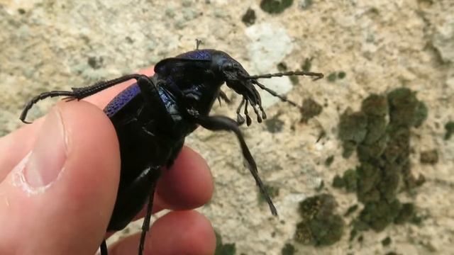 C. M. Kosemen: A Giant Carabid Beetle, Possibly Carabus scabrosus смотреть онлайн