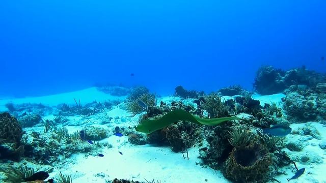Green Moray at Paso del Cedral. May 2022 смотреть онлайн