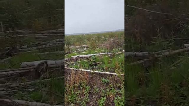 как я люблю свою работу смотреть онлайн