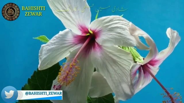 Shadi Main Filmi Recording | Shadi Biah Me Movie Record Karna | Shadi Me Recording | Bahishti zewar смотреть онлайн