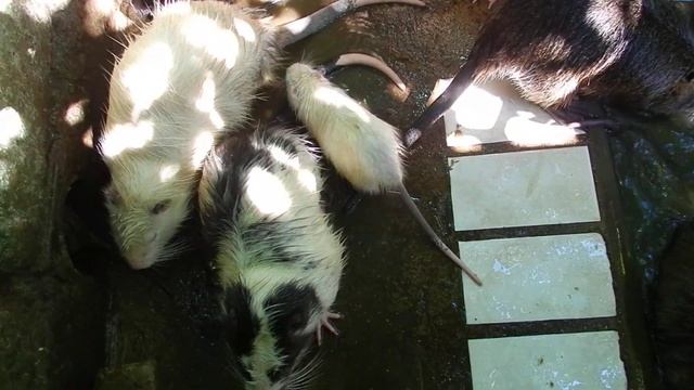 Очередное пополнение! смотреть онлайн