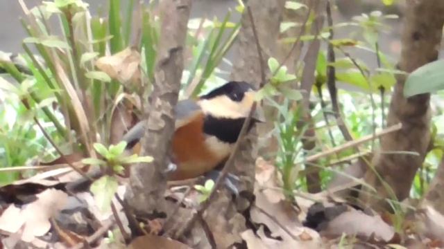 Varied tit (Parus varius) in Tokyo смотреть онлайн