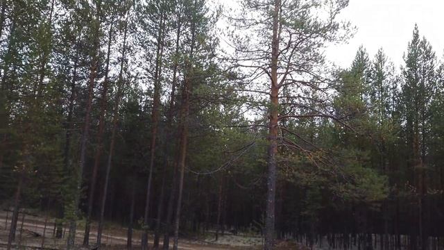 Поход за грибами🌲🍄 смотреть онлайн